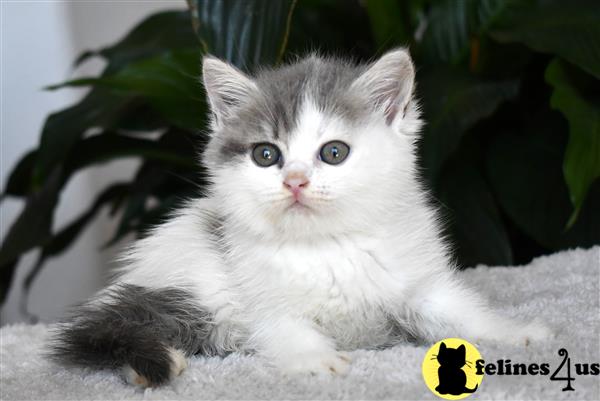 thechubbyfacedcat Picture 3